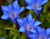 Deep purple blue trumpets